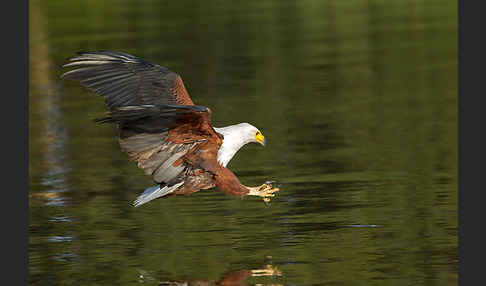 Schreiseeadler (Haliaeetus vocifer)