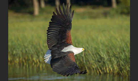 Schreiseeadler (Haliaeetus vocifer)