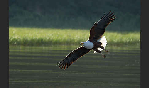 Schreiseeadler (Haliaeetus vocifer)