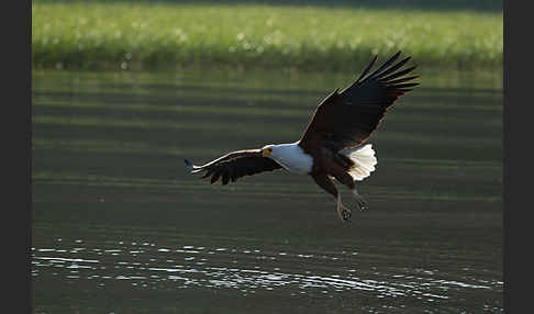 Schreiseeadler (Haliaeetus vocifer)