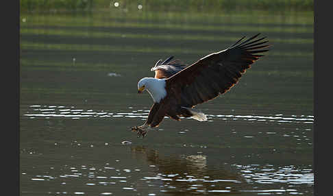 Schreiseeadler (Haliaeetus vocifer)