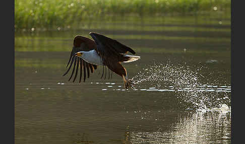 Schreiseeadler (Haliaeetus vocifer)