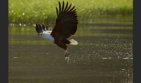 Schreiseeadler (Haliaeetus vocifer)