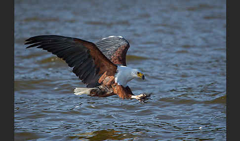 Schreiseeadler (Haliaeetus vocifer)