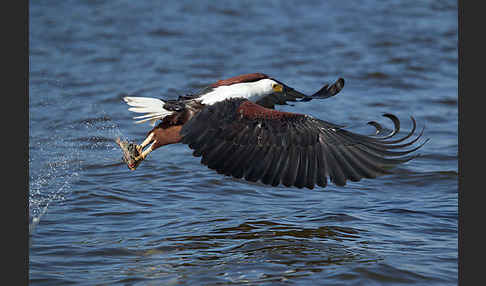 Schreiseeadler (Haliaeetus vocifer)