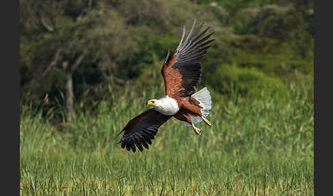 Schreiseeadler (Haliaeetus vocifer)