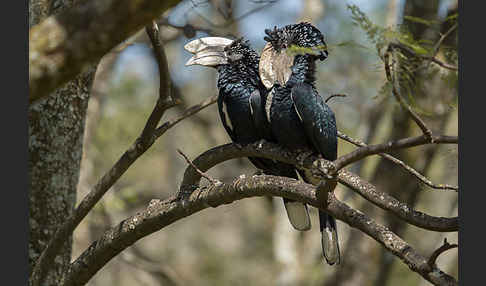 Silberwangen-Hornvogel (Bycanistes brevis)