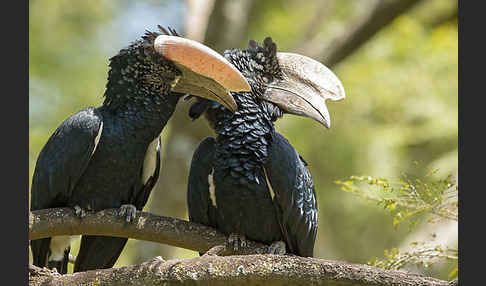 Silberwangen-Hornvogel (Bycanistes brevis)