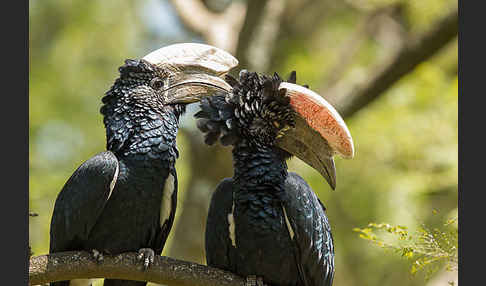 Silberwangen-Hornvogel (Bycanistes brevis)