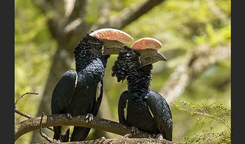 Silberwangen-Hornvogel (Bycanistes brevis)