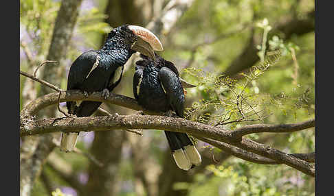 Silberwangen-Hornvogel (Bycanistes brevis)