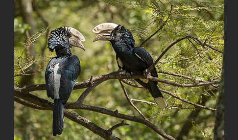 Silberwangen-Hornvogel (Bycanistes brevis)