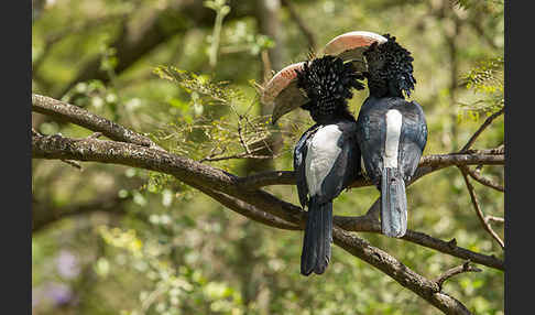 Silberwangen-Hornvogel (Bycanistes brevis)