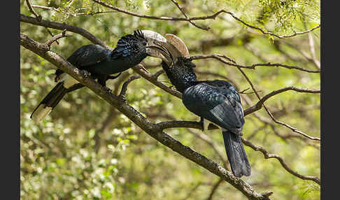 Silberwangen-Hornvogel (Bycanistes brevis)