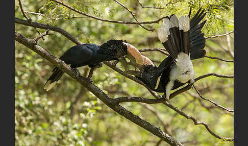 Silberwangen-Hornvogel (Bycanistes brevis)