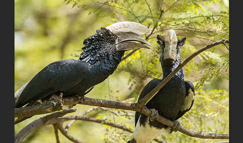 Silberwangen-Hornvogel (Bycanistes brevis)