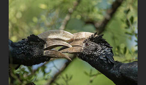 Silberwangen-Hornvogel (Bycanistes brevis)