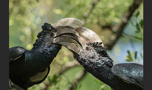 Silberwangen-Hornvogel (Bycanistes brevis)