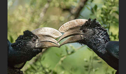 Silberwangen-Hornvogel (Bycanistes brevis)