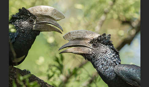 Silberwangen-Hornvogel (Bycanistes brevis)