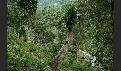 Aethiopien (Ethiopia)