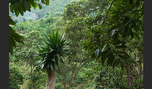 Aethiopien (Ethiopia)