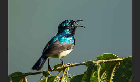 Ziernektarvogel (Cinnyris venustus)