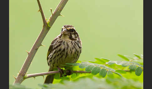 Strichelgirlitz (Serinus striolatus)