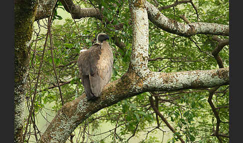 Weißrückengeier (Gyps africanus)