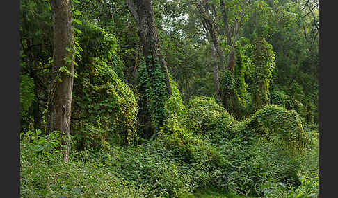 Aethiopien (Ethiopia)