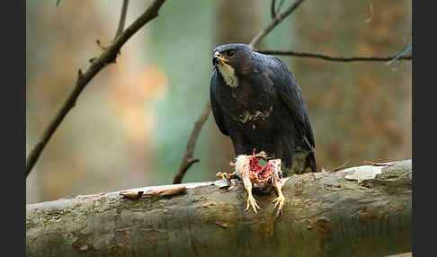 Mohrenhabicht (Accipiter melanoleucus)