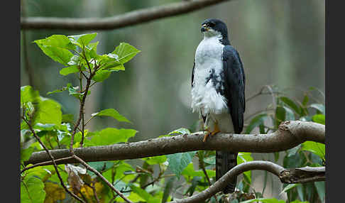 Mohrenhabicht (Accipiter melanoleucus)