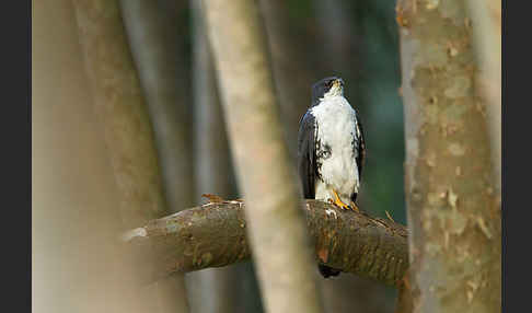 Mohrenhabicht (Accipiter melanoleucus)