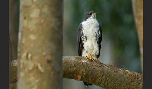 Mohrenhabicht (Accipiter melanoleucus)