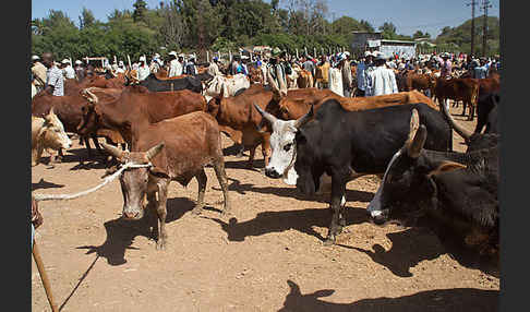 Aethiopien (Ethiopia)