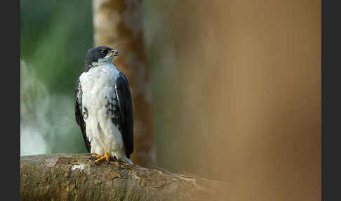 Mohrenhabicht (Accipiter melanoleucus)