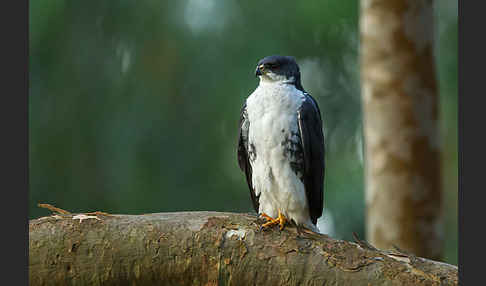 Mohrenhabicht (Accipiter melanoleucus)