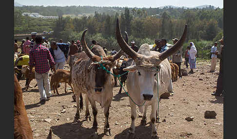 Aethiopien (Ethiopia)