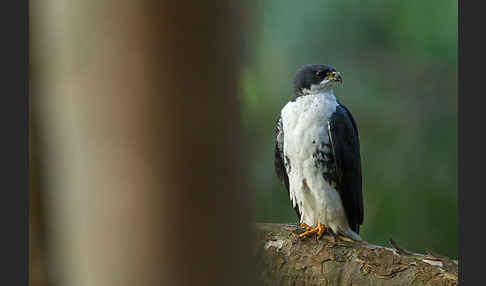 Mohrenhabicht (Accipiter melanoleucus)