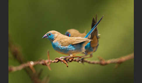 Schmetterlingsastrild (Uraeginthus bengalus)