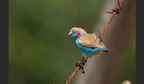 Schmetterlingsastrild (Uraeginthus bengalus)