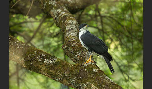 Mohrenhabicht (Accipiter melanoleucus)