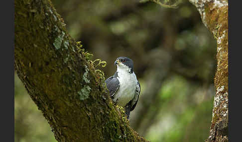 Mohrenhabicht (Accipiter melanoleucus)