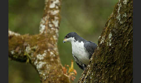 Mohrenhabicht (Accipiter melanoleucus)