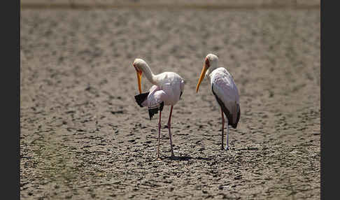 Nimmersatt (Mycteria ibis)