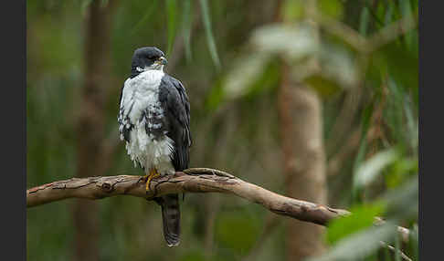 Mohrenhabicht (Accipiter melanoleucus)