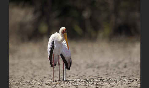 Nimmersatt (Mycteria ibis)