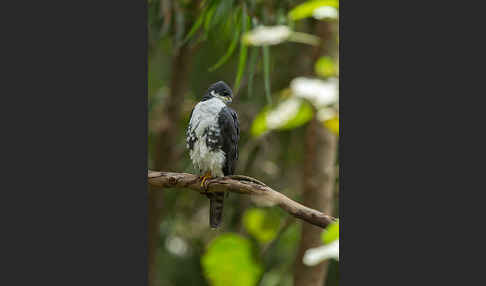 Mohrenhabicht (Accipiter melanoleucus)