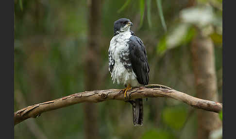 Mohrenhabicht (Accipiter melanoleucus)