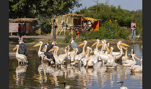 Marabu (Leptoptilos crumiferus)